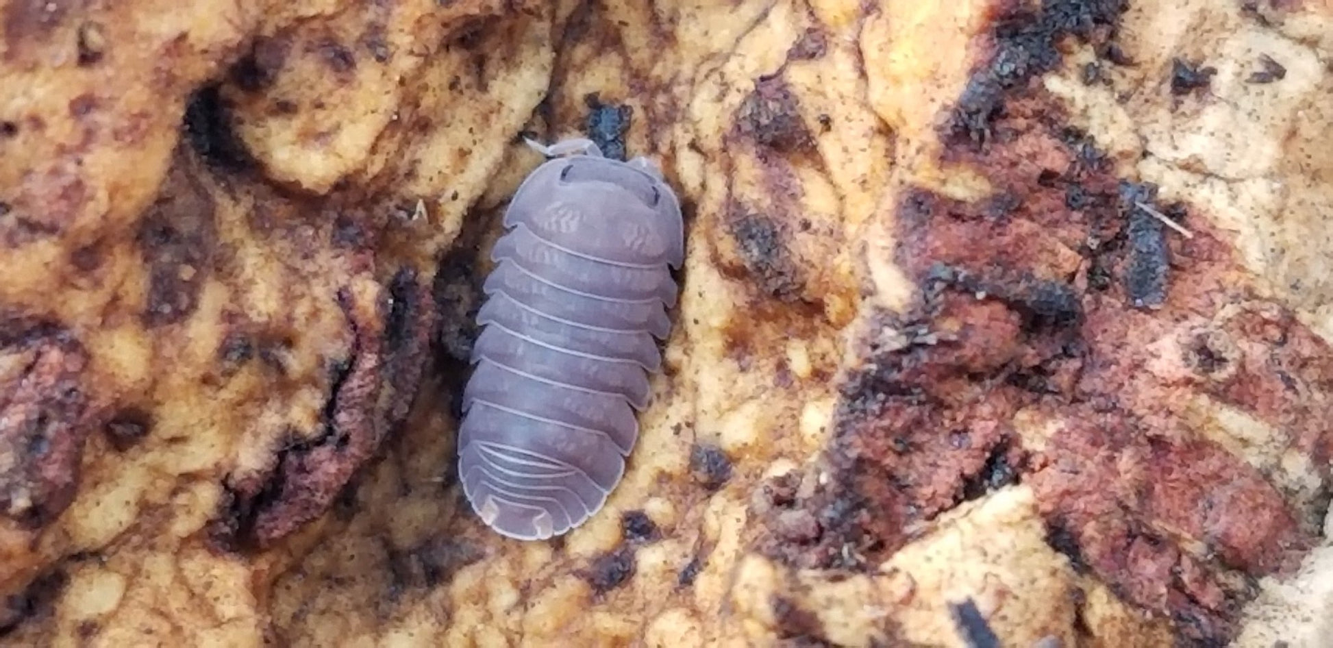A close-up of Little Sea Isopods (Cubaris Murina) by I Heart Bugs shows their gray segmented armor on a rough, yellow-brown decaying surface—an ideal choice for beginner isopod enthusiasts.