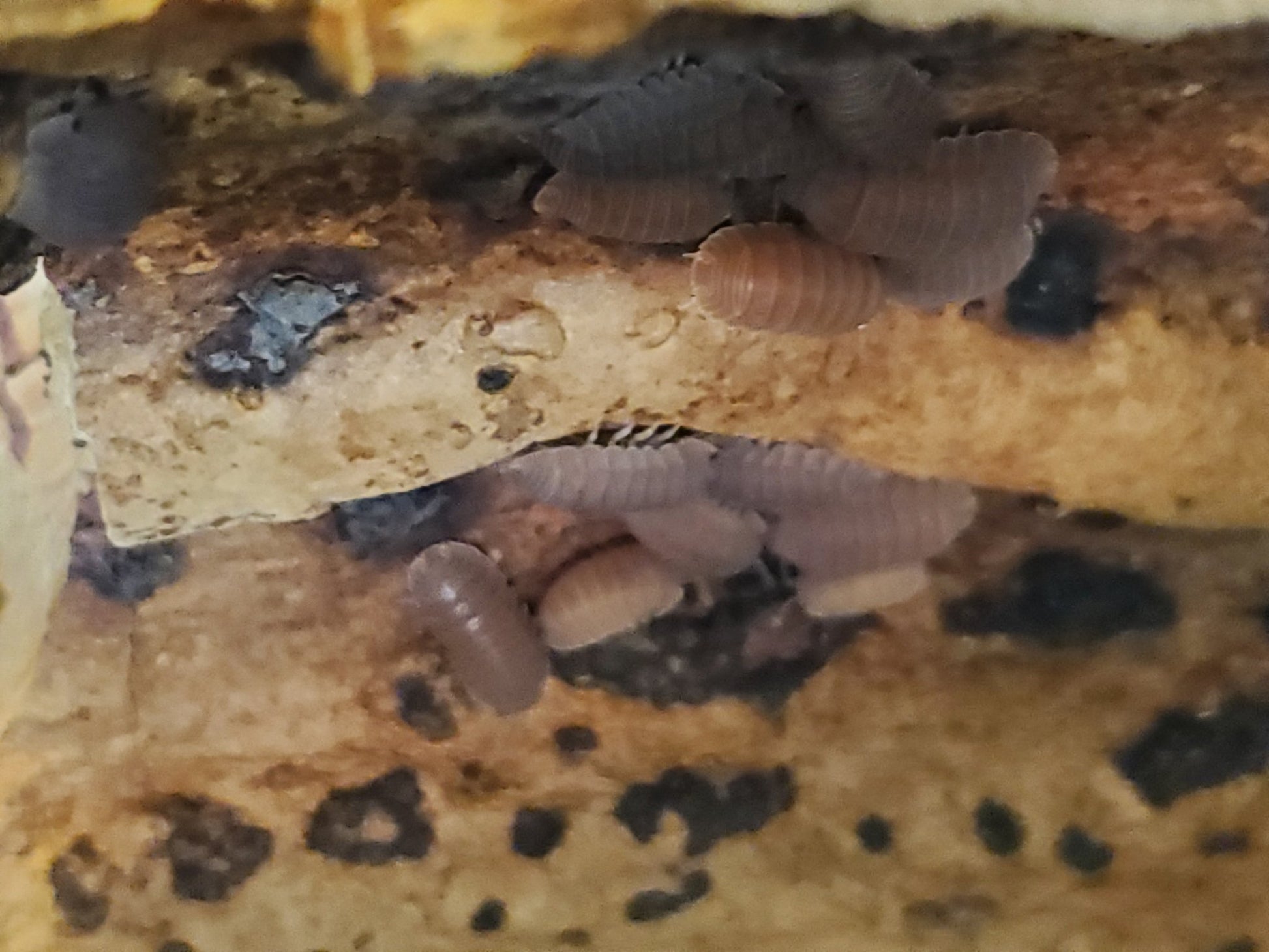 Close-up of Murina Mix Isopods (Cubaris murina) by I Heart Bugs, a favorite beginner isopod and clean-up crew, clustered on decaying wood in a damp habitat, their brown segmented bodies tucked into crevices.