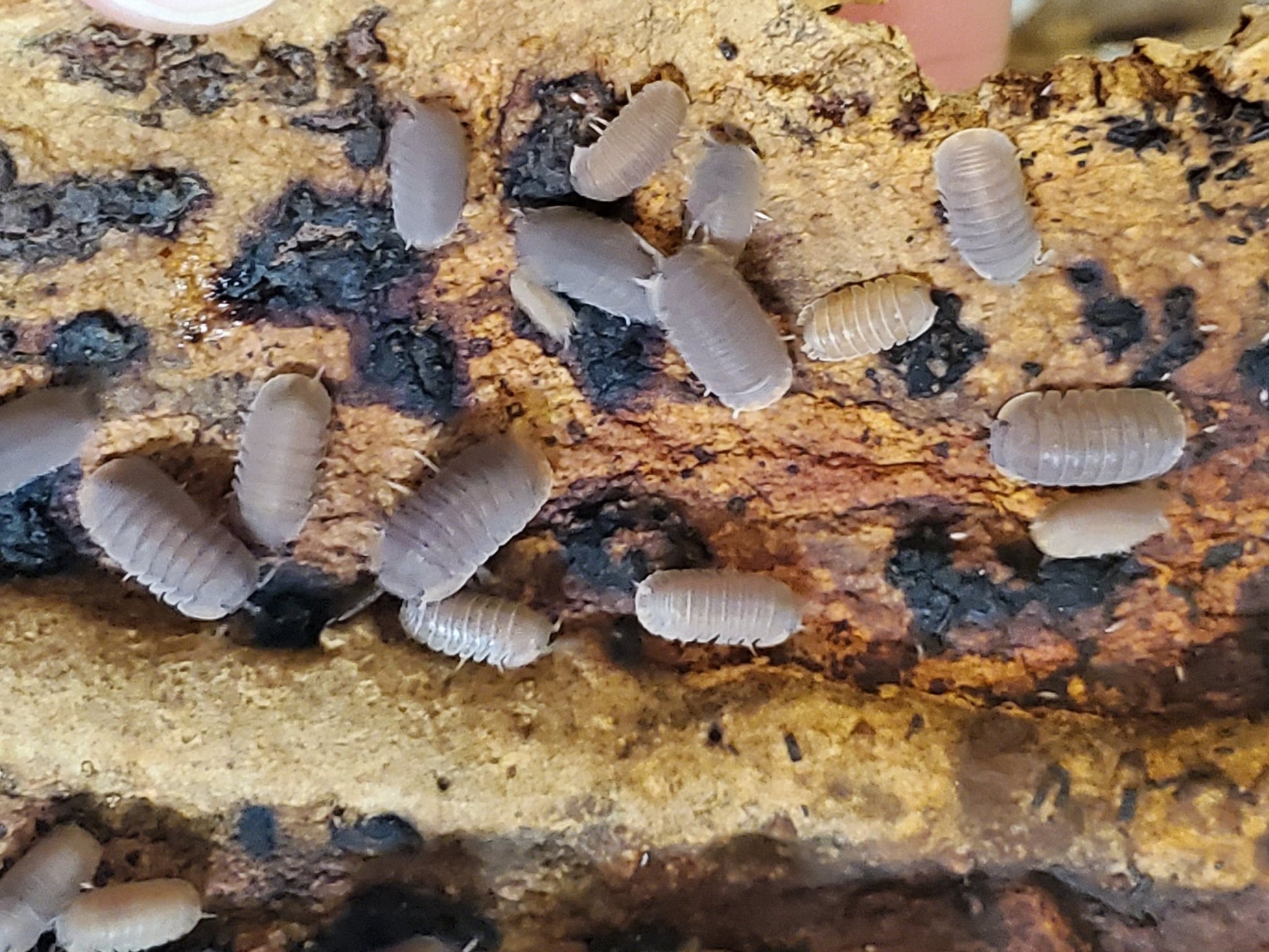 Close-up of Murina Mix Isopods (Cubaris murina) by I Heart Bugs—several gray, oval pill bugs cluster on textured brown wood, their segmented bodies scattered and overlapping as they face various directions.