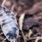 Dairy Cow Isopods (Porcellio laevis) - IHEARTBUGS, INC.
