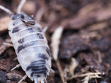Dairy Cow Isopods (Porcellio laevis) - IHEARTBUGS, INC.