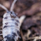 Dairy Cow Isopods (Porcellio laevis) - IHEARTBUGS, INC.