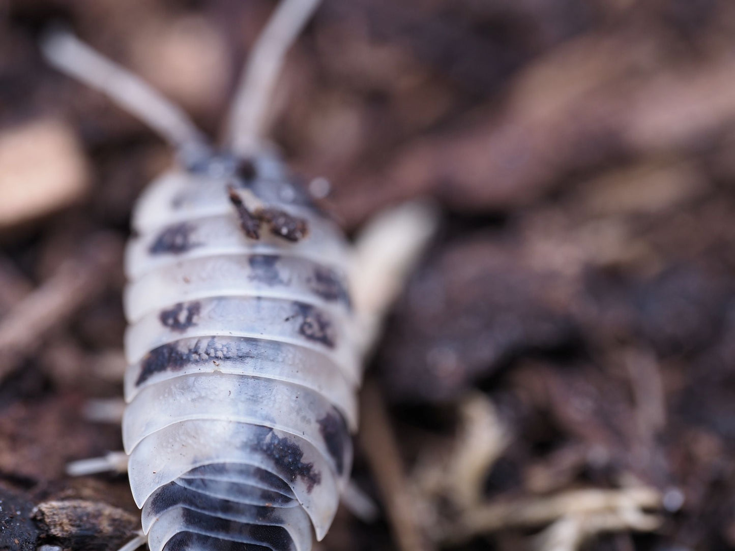 Dairy Cow Isopods (Porcellio laevis) - IHEARTBUGS, INC.