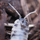 Dairy Cow Isopods (Porcellio laevis) - IHEARTBUGS, INC.