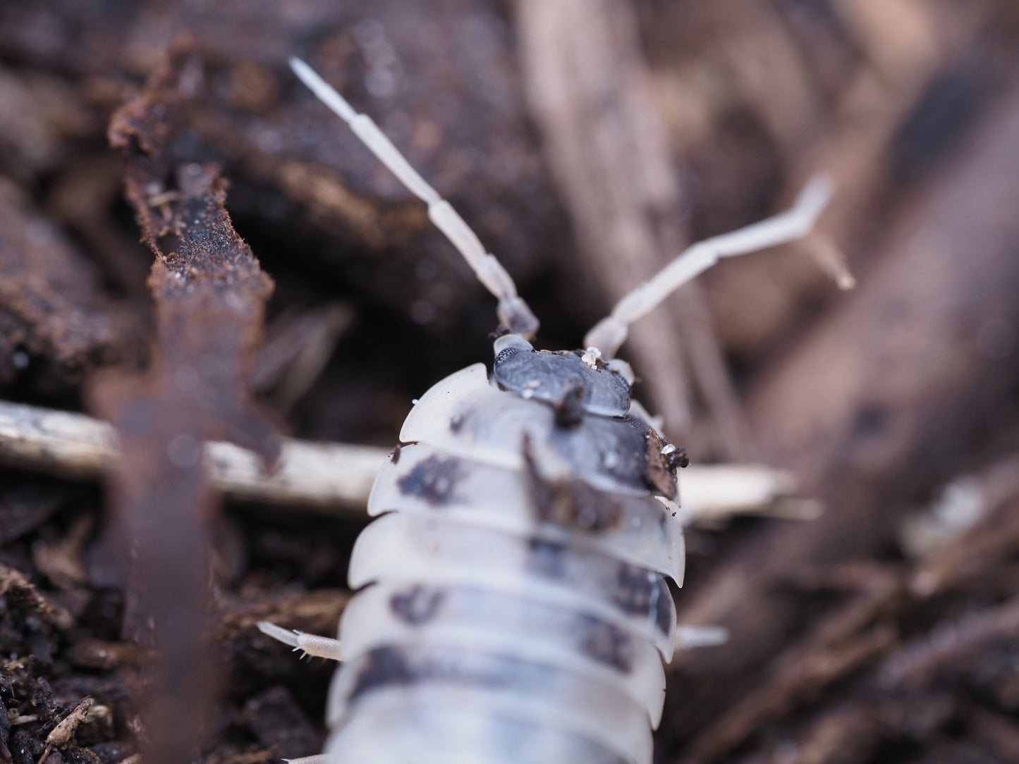 Dairy Cow Isopods (Porcellio laevis) - IHEARTBUGS, INC.