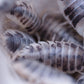 Dairy Cow Isopods (Porcellio laevis) - IHEARTBUGS, INC.