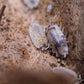 Dalmatian Isopods (Porcellio scaber) - IHEARTBUGS, INC.