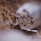 Dalmatian Isopods (Porcellio scaber) - IHEARTBUGS, INC.