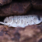 Dalmatian Isopods (Porcellio scaber) - IHEARTBUGS, INC.