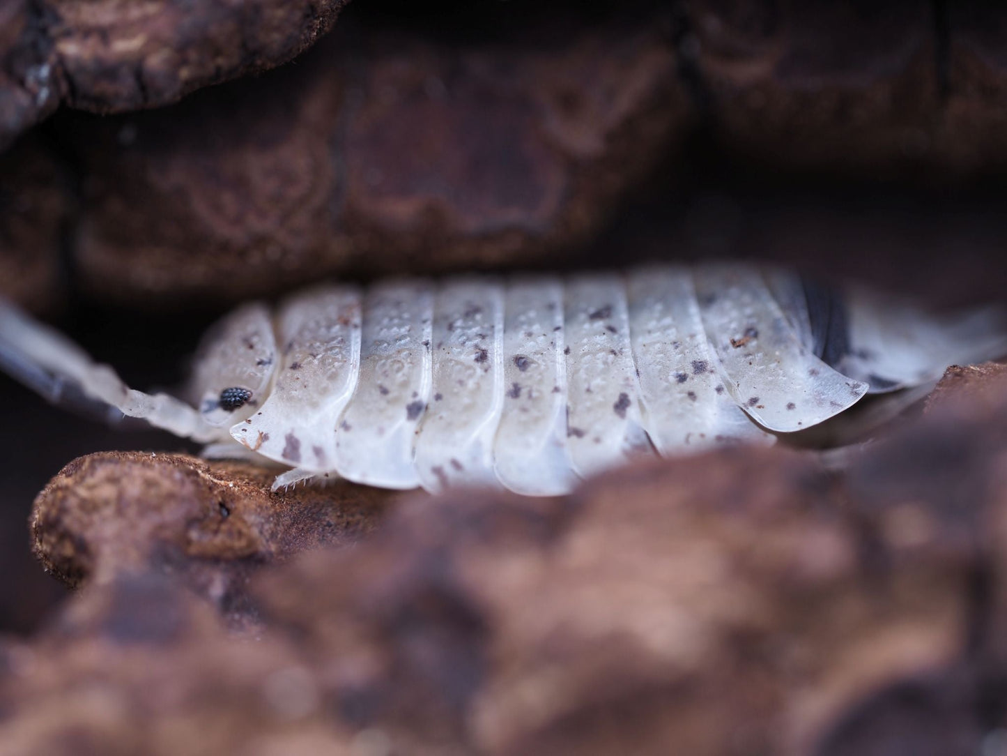 Dalmatian Isopods (Porcellio scaber) - IHEARTBUGS, INC.