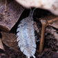 Dalmatian Isopods (Porcellio scaber) - IHEARTBUGS, INC.