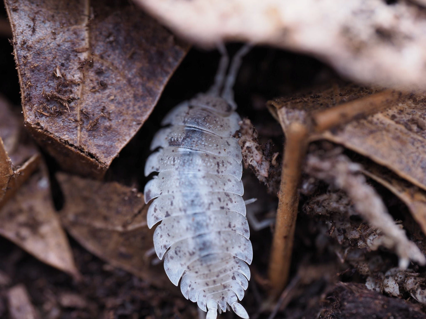 Dalmatian Isopods (Porcellio scaber) - IHEARTBUGS, INC.