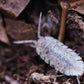 Dalmatian Isopods (Porcellio scaber) - IHEARTBUGS, INC.