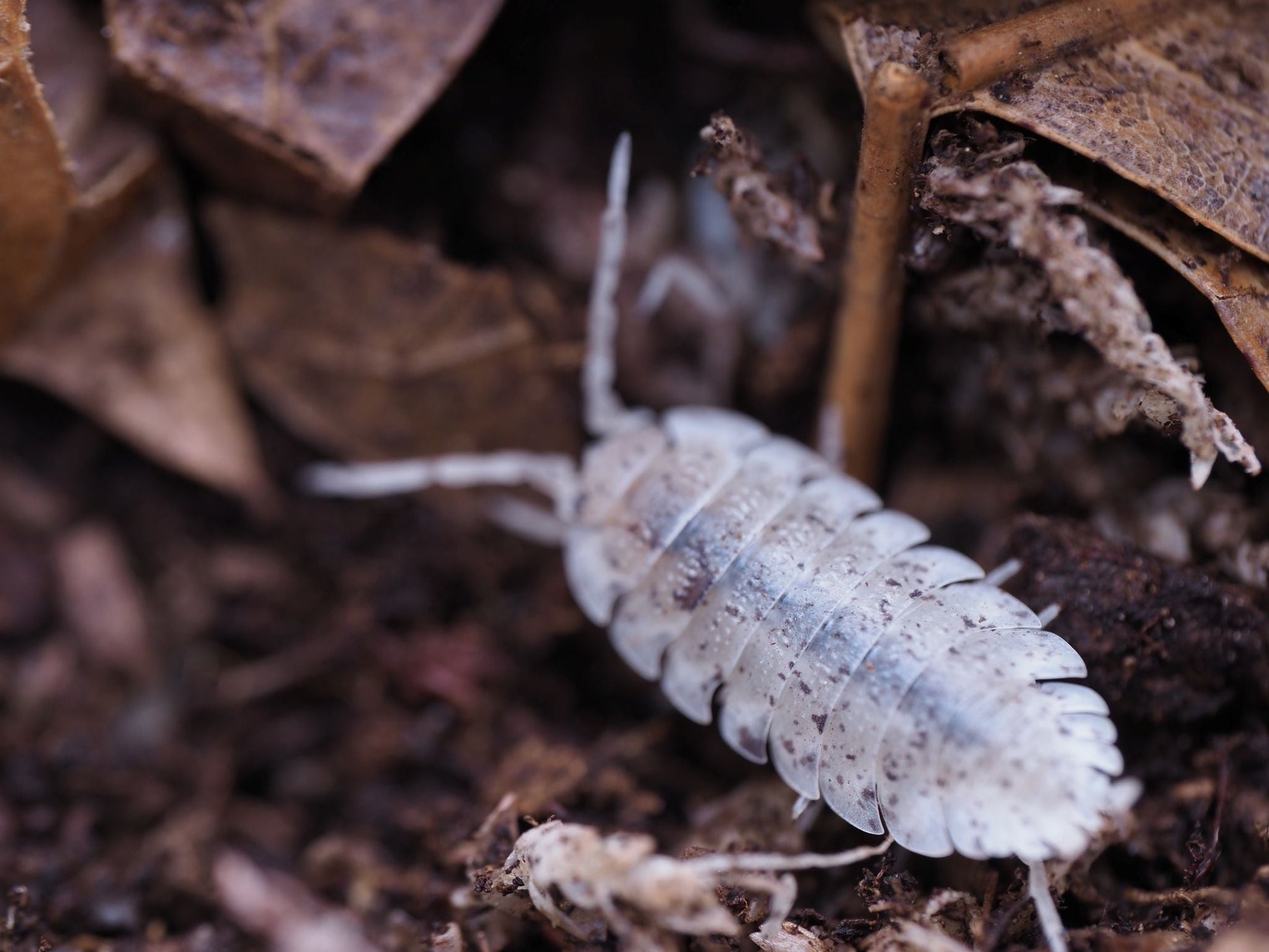 Dalmatian Isopods (Porcellio scaber) - IHEARTBUGS, INC.