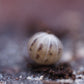 Dalmatian Roly-Poly Isopods (Venezillo Parvus) - IHEARTBUGS, INC.