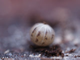 Dalmatian Roly-Poly Isopods (Venezillo Parvus) - IHEARTBUGS, INC.