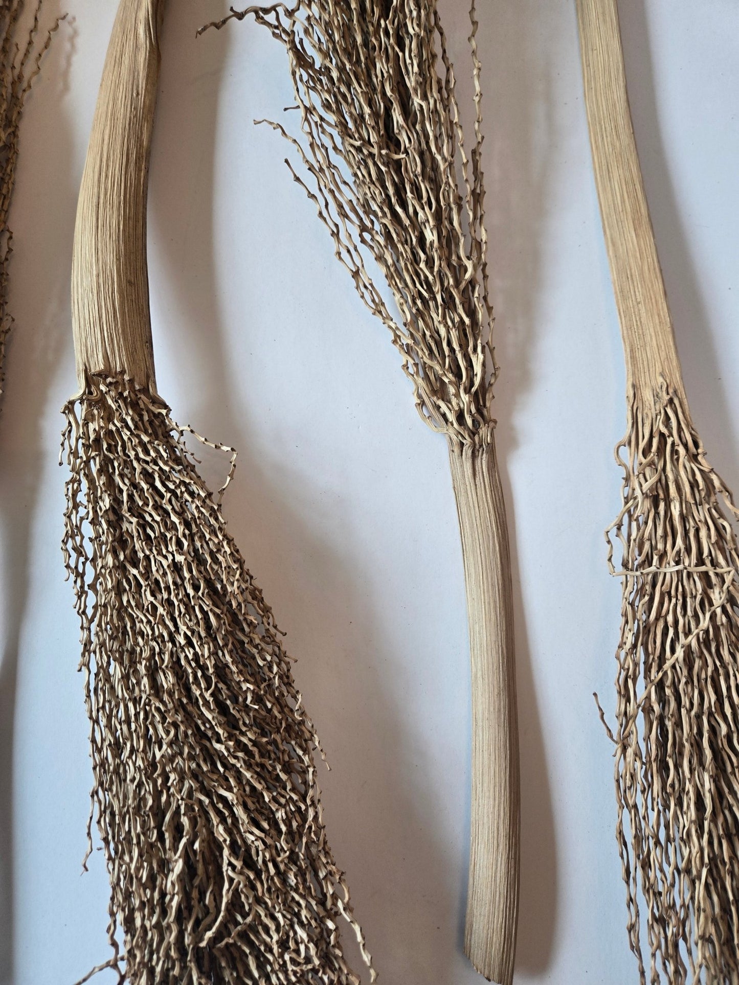 Date Palm Stalk - IHEARTBUGS, INC.