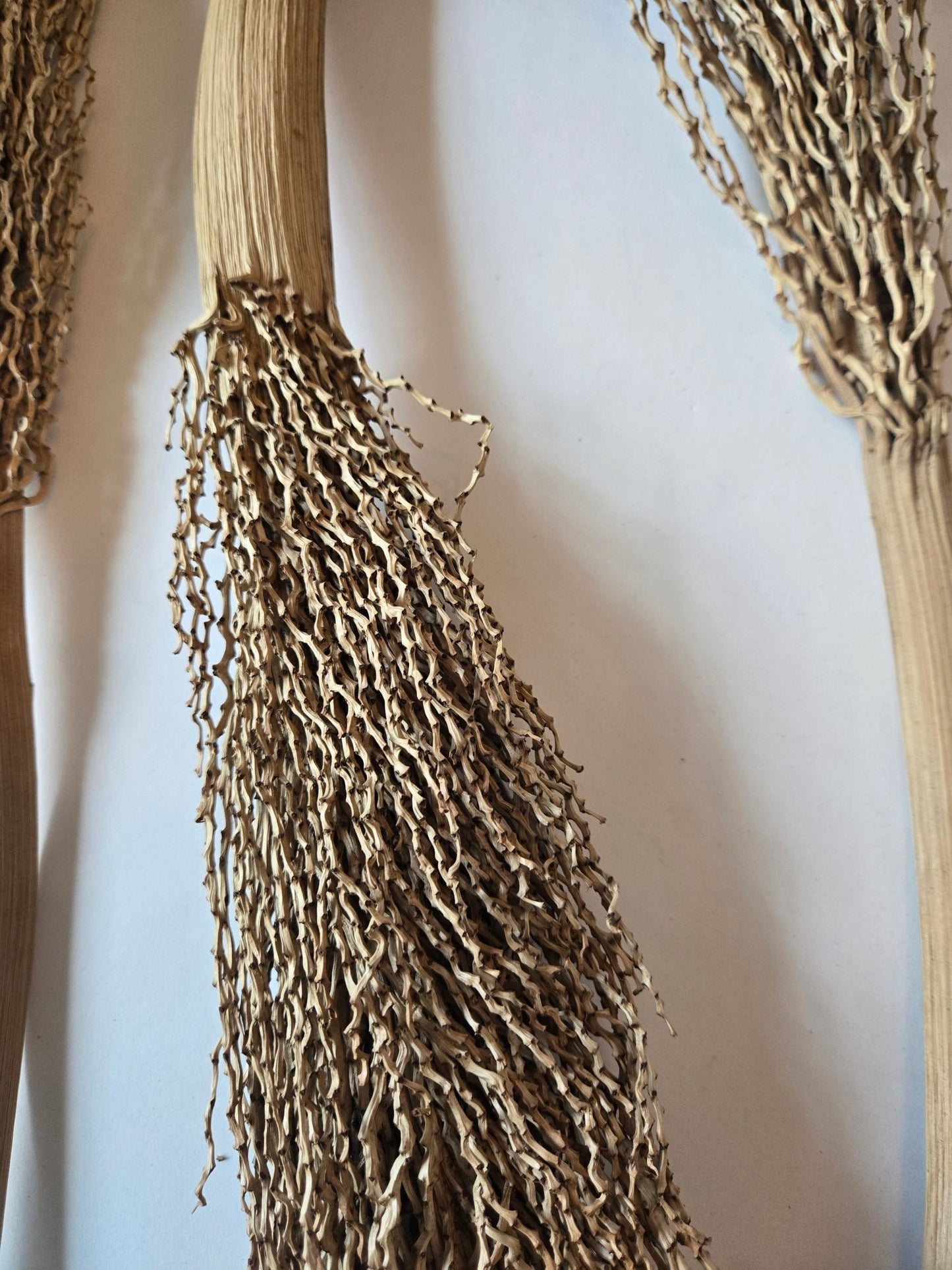 Date Palm Stalk - IHEARTBUGS, INC.