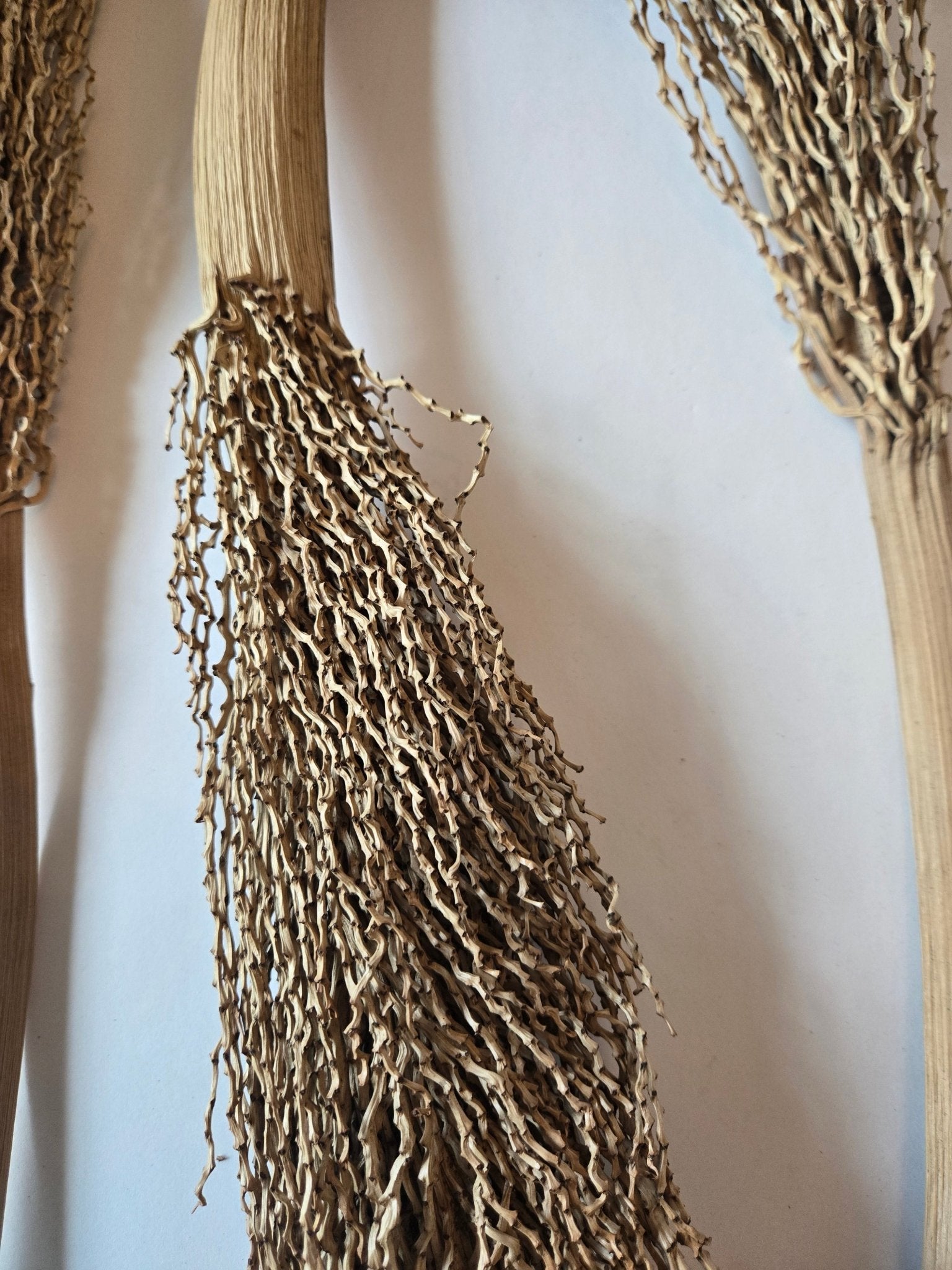 Date Palm Stalk - IHEARTBUGS, INC.