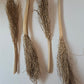 Date Palm Stalk - IHEARTBUGS, INC.