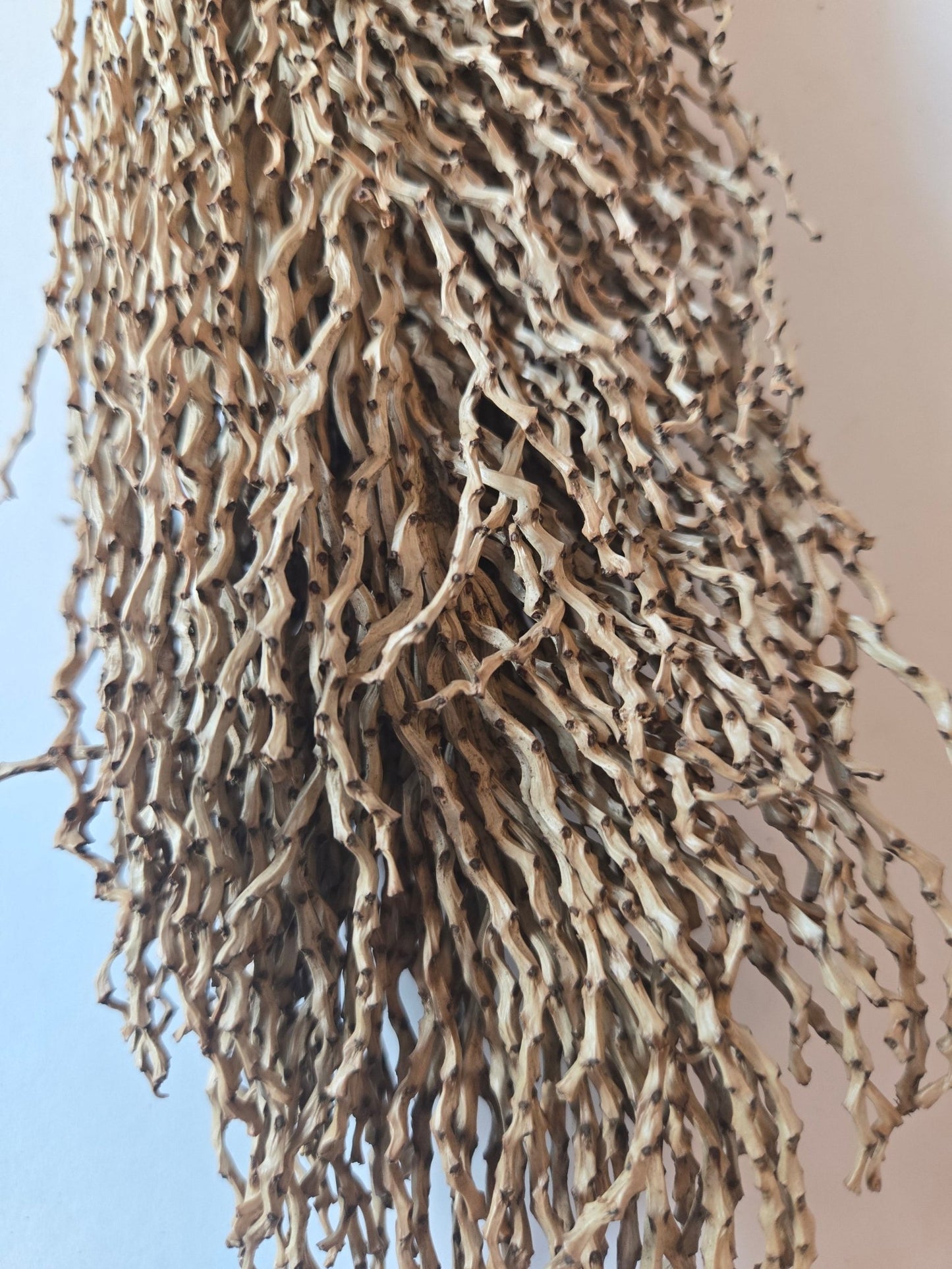 Date Palm Stalk - IHEARTBUGS, INC.