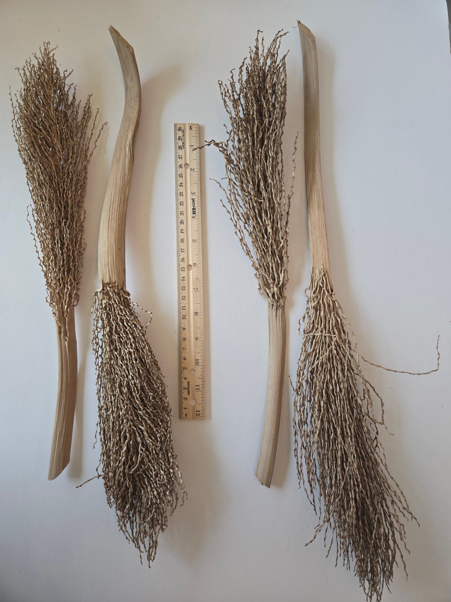 Date Palm Stalk - IHEARTBUGS, INC.