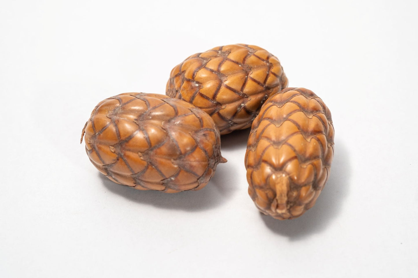 Dragon Egg Pod (Uxi Pod) - IHEARTBUGS, INC.