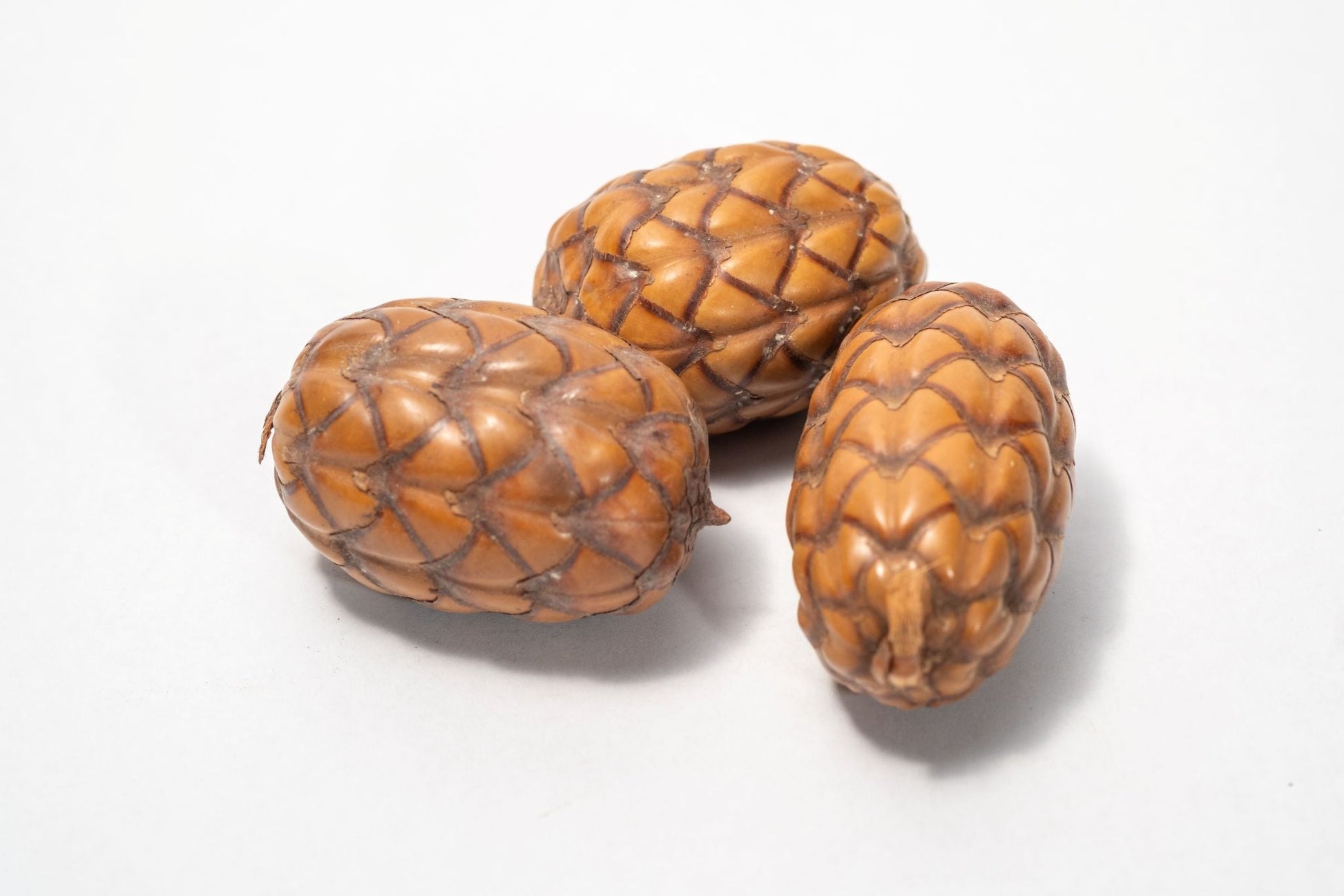 Dragon Egg Pod (Uxi Pod) - IHEARTBUGS, INC.