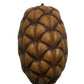The I Heart Bugs Dragon Egg Pod (Uxi Pod) features a symmetrical, overlapping scale pattern and textured, diamond-shaped surface—perfect for use in bioactive terrariums or as unique aquarium botanicals.