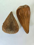 Dregea Arti Pods - IHEARTBUGS, INC.
