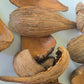 Dregea Arti Pods - IHEARTBUGS, INC.