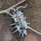 **Dubia Roach Clean - Up Crew Pack** - IHEARTBUGS, INC.