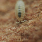 Dwarf White Isopods (Trichorhina tomentosa) - IHEARTBUGS, INC.