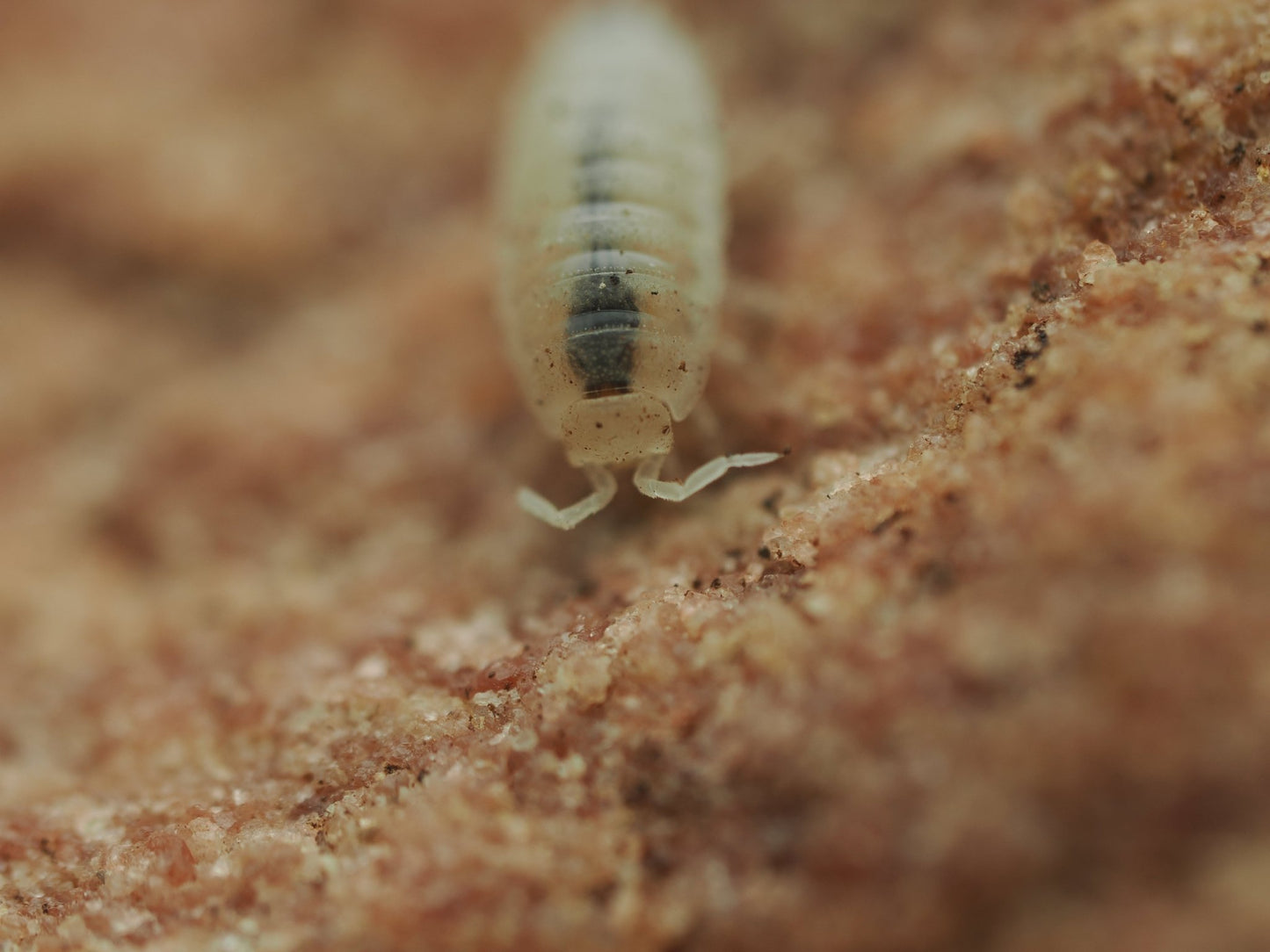 Dwarf White Isopods (Trichorhina tomentosa) - IHEARTBUGS, INC.