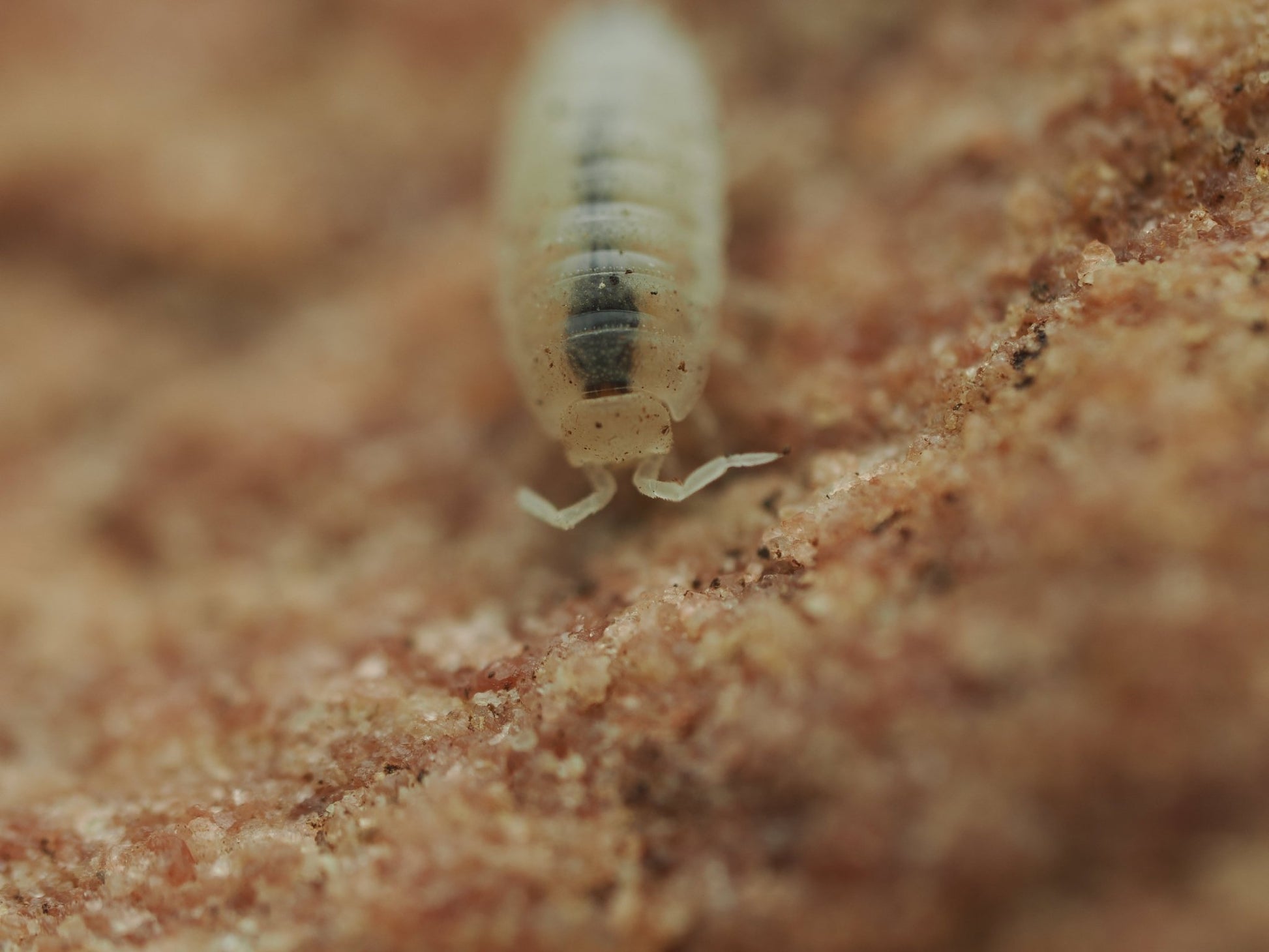 Dwarf White Isopods (Trichorhina tomentosa) - IHEARTBUGS, INC.