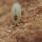 Dwarf White Isopods (Trichorhina tomentosa) - IHEARTBUGS, INC.