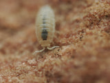 Dwarf White Isopods (Trichorhina tomentosa) - IHEARTBUGS, INC.