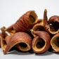 Dysoxylum Pods - 15 pods - IHEARTBUGS, INC.