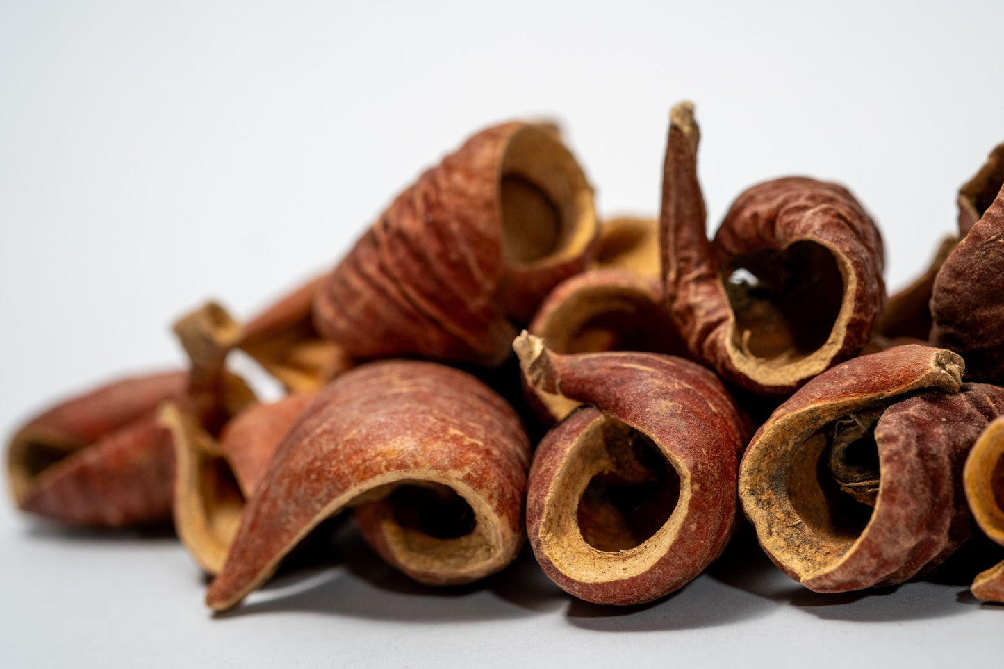 Dysoxylum Pods - 15 pods - IHEARTBUGS, INC.