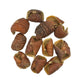 Dysoxylum Pods - 15 pods - IHEARTBUGS, INC.
