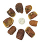 Dysoxylum Pods - 15 pods - IHEARTBUGS, INC.