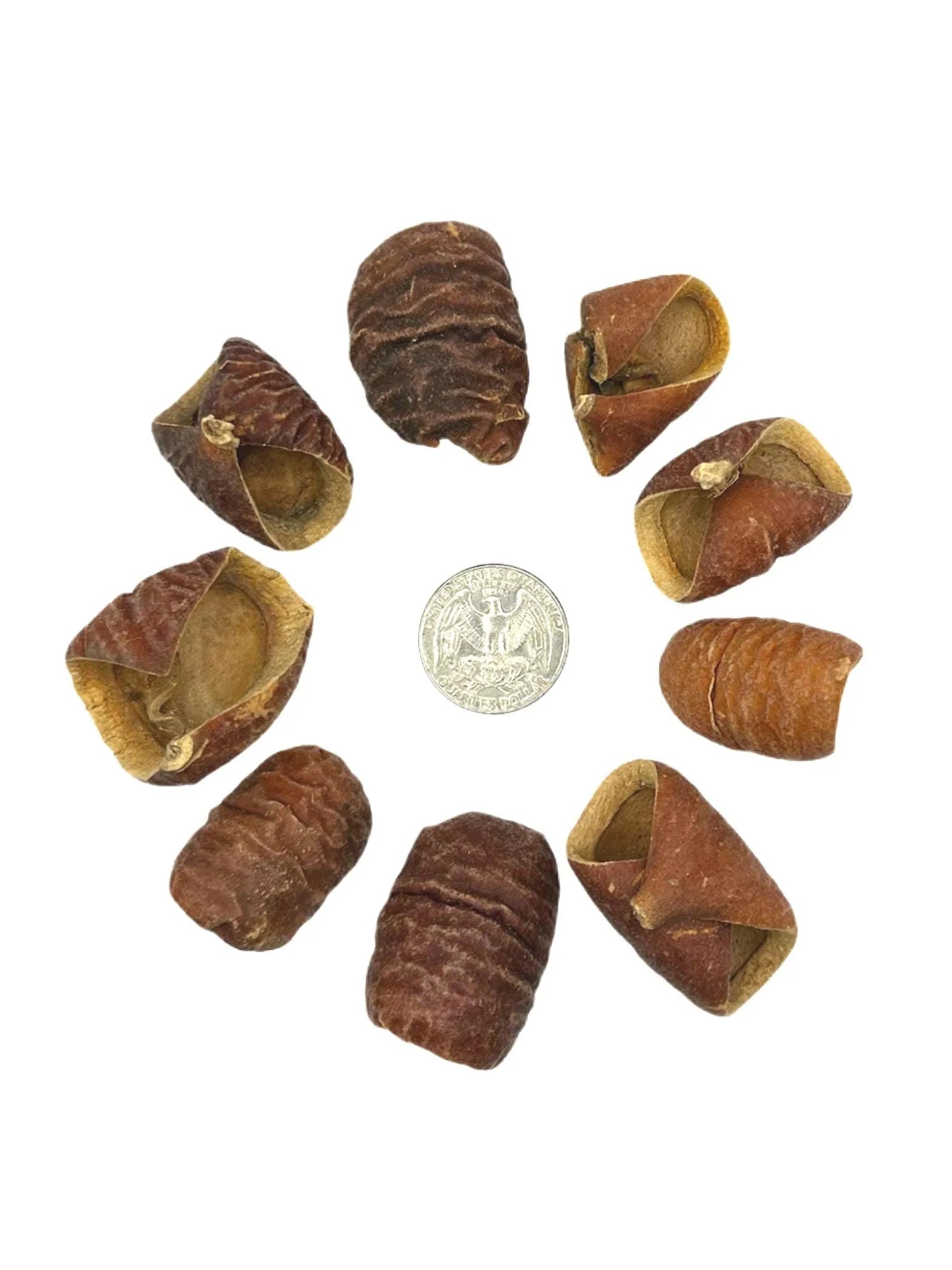 Dysoxylum Pods - 15 pods - IHEARTBUGS, INC.