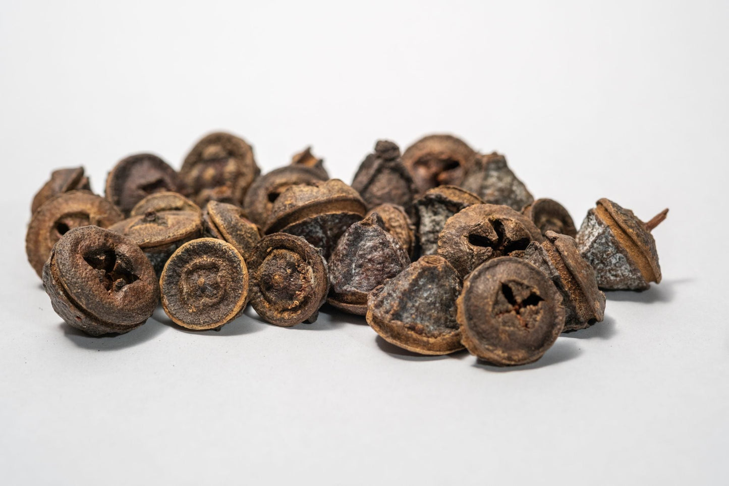 Eucalyptus Pods - IHEARTBUGS, INC.