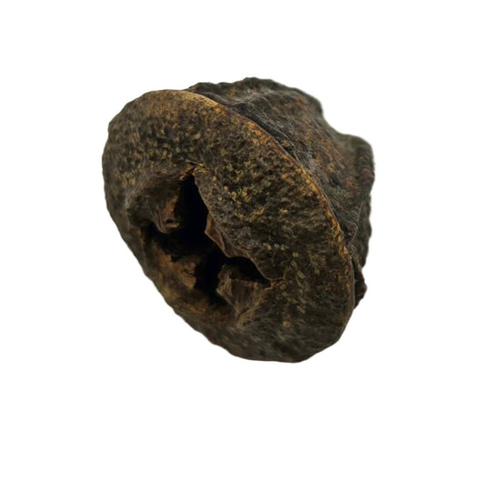 A close-up of I Heart Bugs Eucalyptus Pods (5 count), with a rough, natural texture and unique shape, photographed on a white background—perfect for distinctive aquarium decor or to enhance your bioactive terrarium.