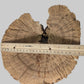 Extra-Large Dried Sponge Mushroom Caps WYSIWYG 1 - IHEARTBUGS, INC.