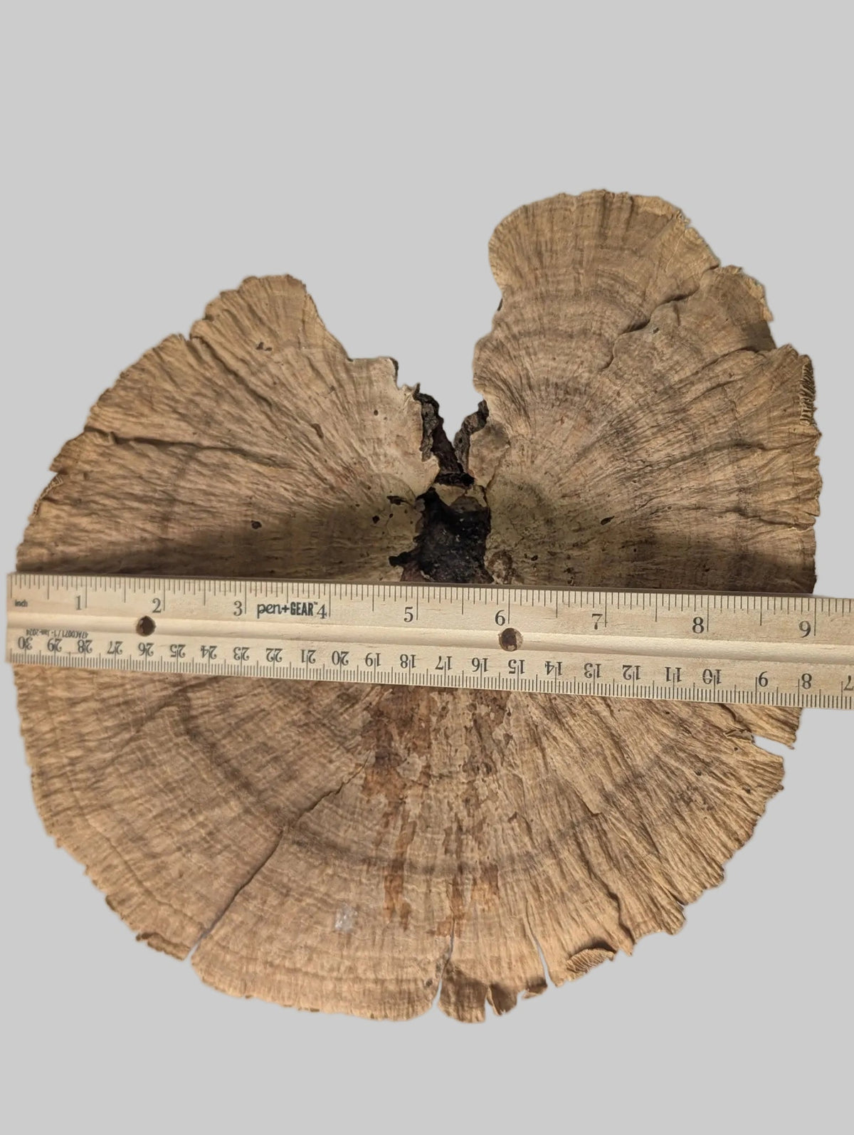 Extra-Large Dried Sponge Mushroom Caps WYSIWYG 1 - IHEARTBUGS, INC.