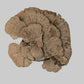Extra-Large Dried Sponge Mushroom Caps WYSIWYG 2 - IHEARTBUGS, INC.