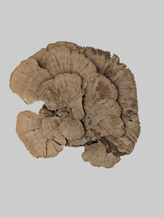 Extra-Large Dried Sponge Mushroom Caps WYSIWYG 2 - IHEARTBUGS, INC.