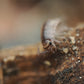 Florida Fast Isopods (Atlantoscia floridana) - IHEARTBUGS, INC.