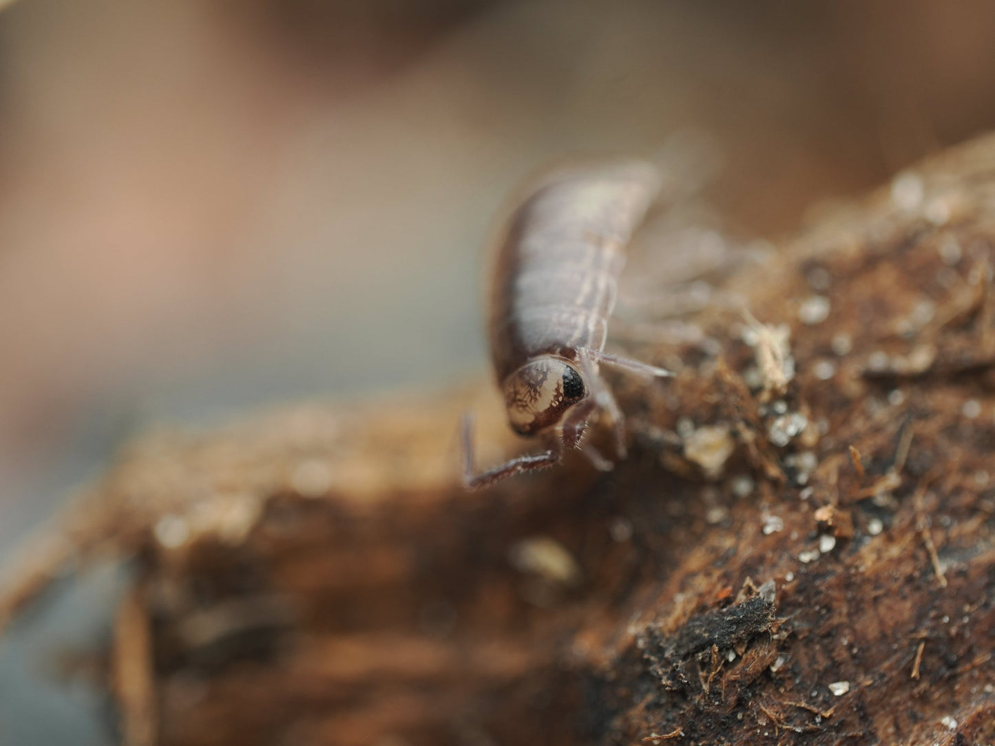 Florida Fast Isopods (Atlantoscia floridana) - IHEARTBUGS, INC.